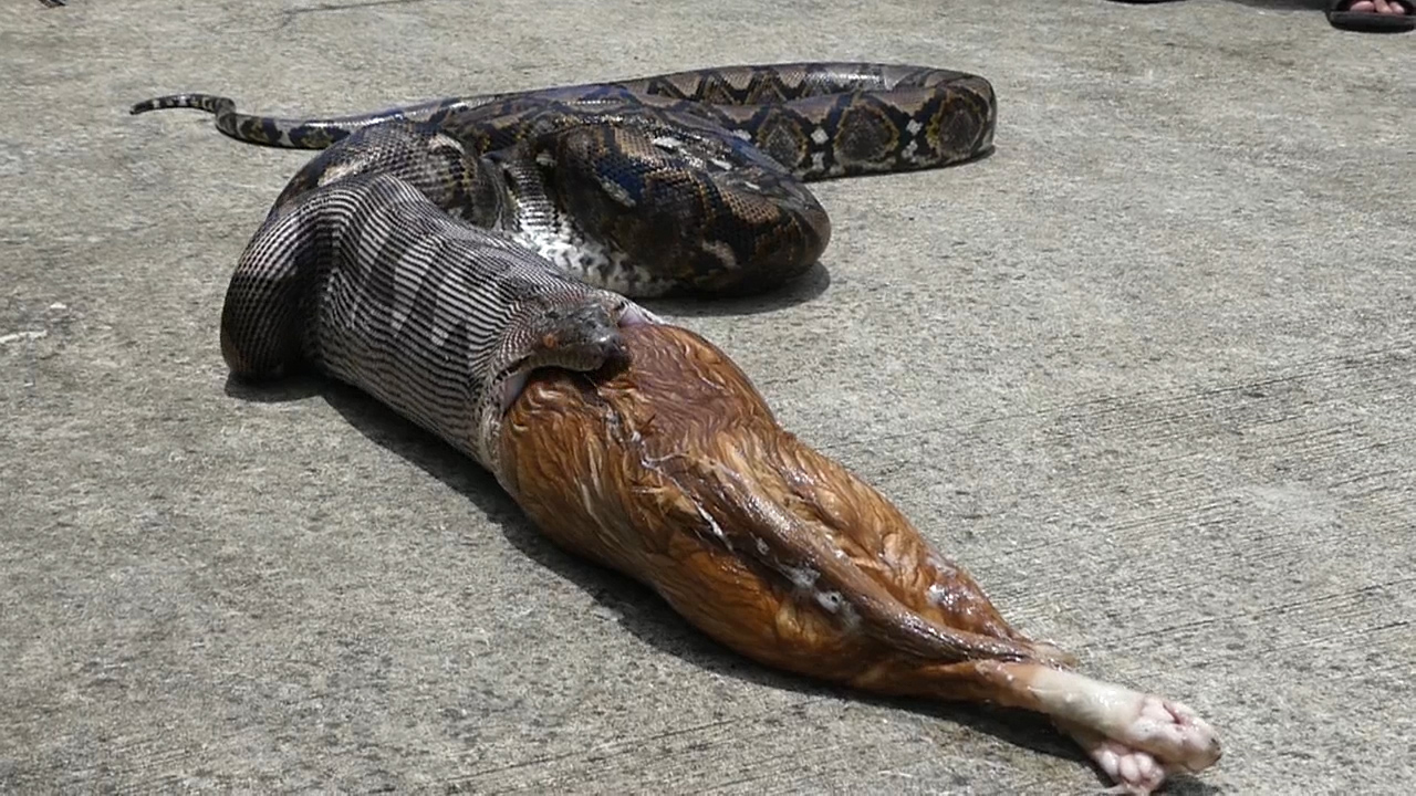 4 Pythons Wrapped Around His Body, 171 lb Powerlifter Leaves his