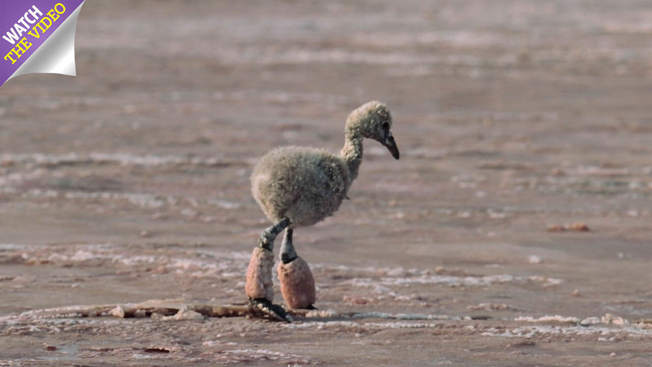 Netflix S Our Planet Viewers Sob As Baby Flamingo With Salt