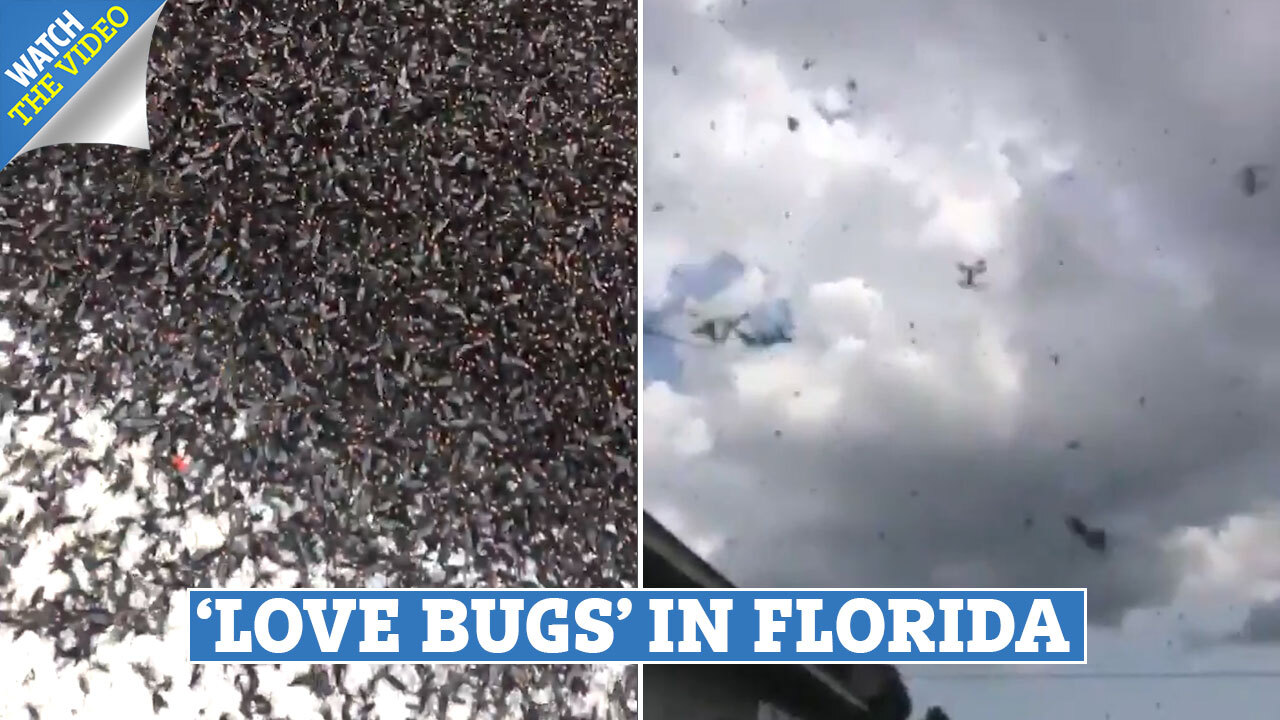 Florida Invaded By Millions Of Love Bug Insects Turning Skies Black As Locals Say It S Never Been This Bad