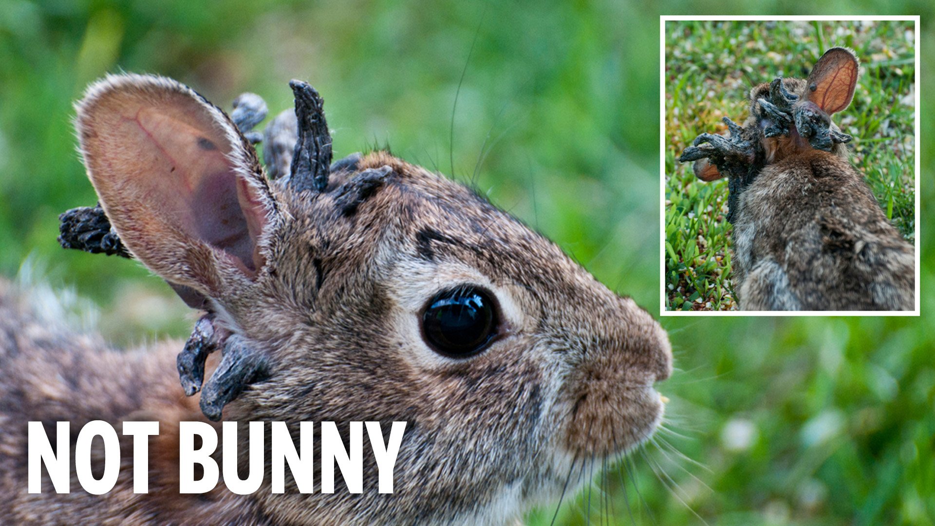 American Rabbits Tentacles