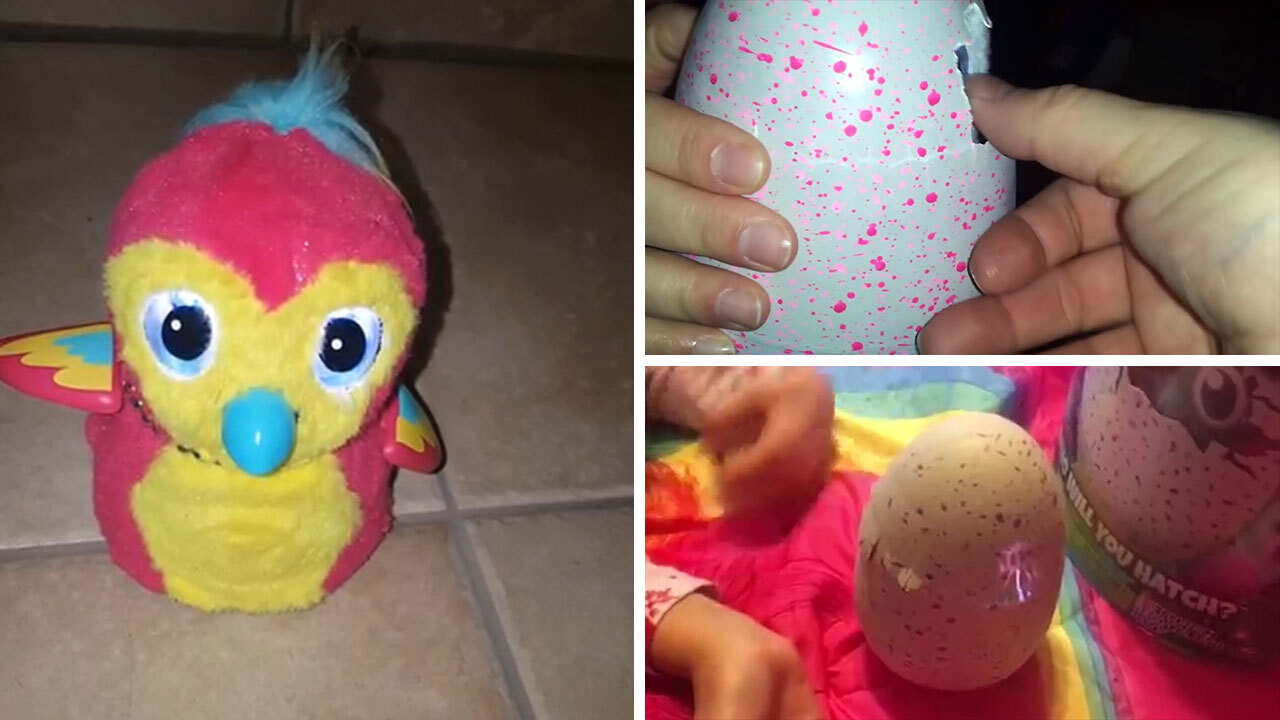 Hatchimals Are Swearing - Parents Say Hatchimals Say Curse Words