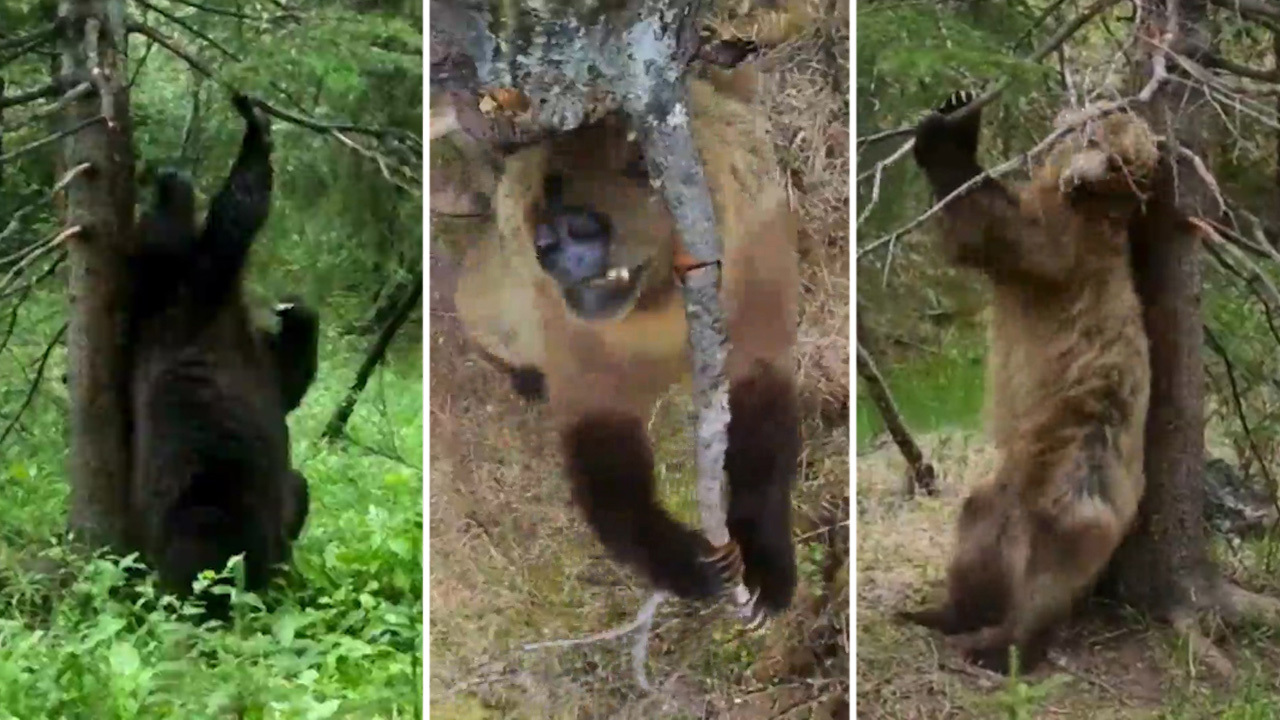 Grizzly bears scratch away in forests of Canadian Rockies in Planet Earth  II clip