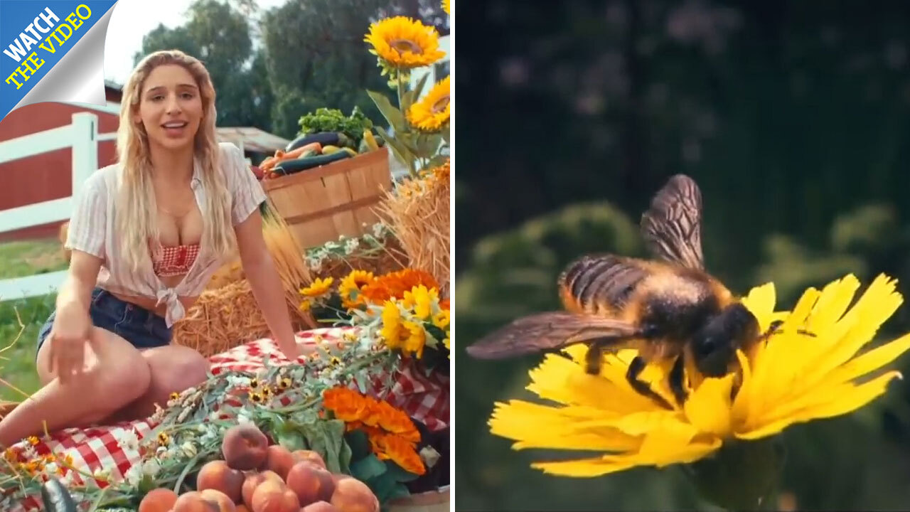 Amazing moment beekeeper captures Queen after swarm of 20,000 enveloped  parked car in Aberdeen | The Scottish Sun