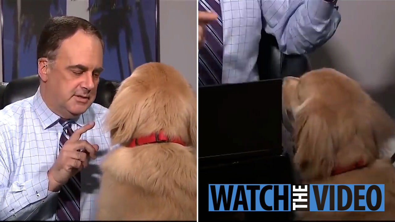Dog Interrupts Tv Weatherman S Live Broadcast And Breaks Computer