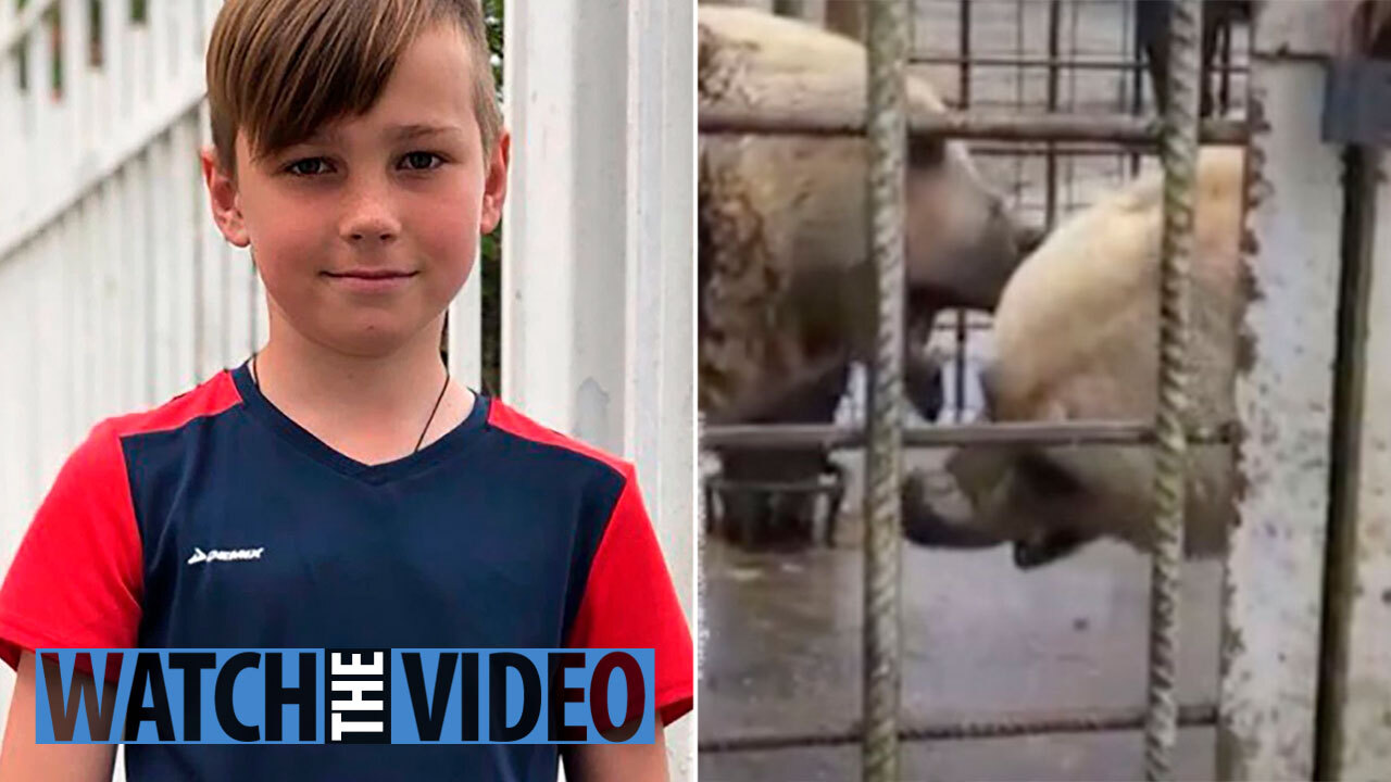 Boy 11 Mauled To Death By Bears After Being Dragged Inside Cage At Holiday Resort