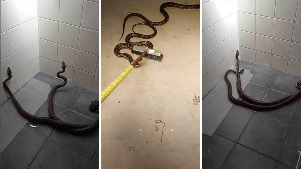 Python found lurking in bathroom toilet in Southend - BBC News