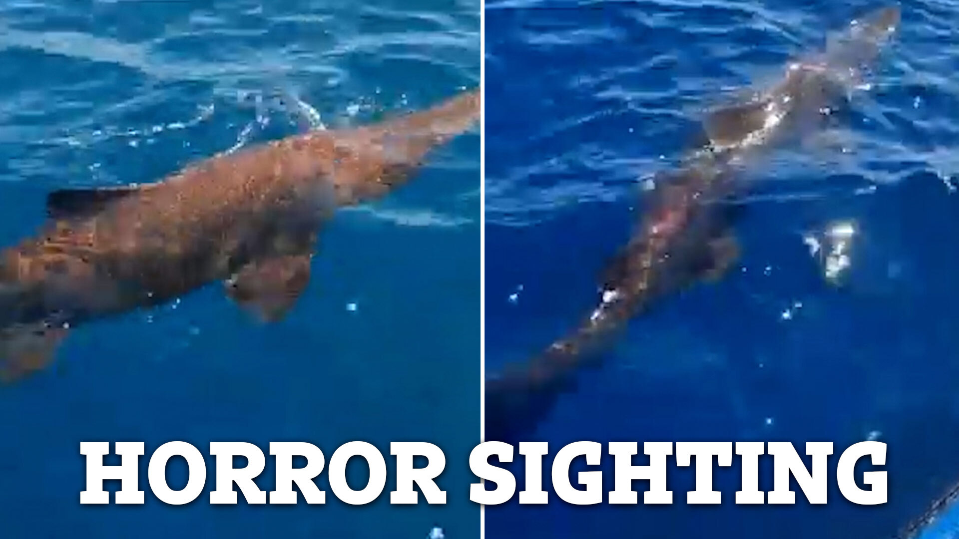 Mysterious alien shark only seen in ocean depths found prowling off coast  of hols hotspot Gran Canaria by fishermen