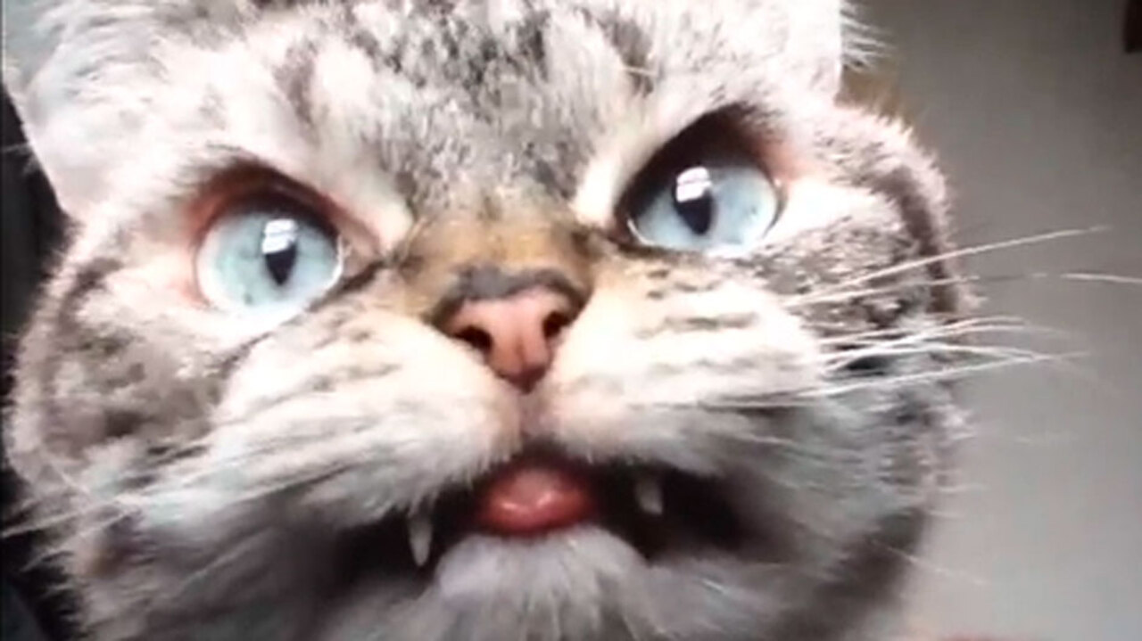 Here 12 hilariously scary photos of cats who are extremely angry