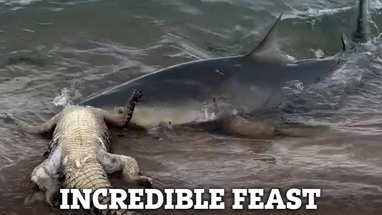 Incredible 23ft long 9-million-year-old ancestor of great white shark with  huge flesh-tearing teeth discovered in Peru, image size:1280x720