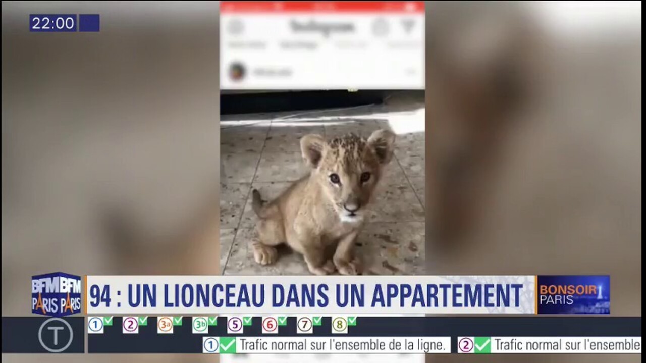 Val De Marne Un Lionceau Dans Un Appartement