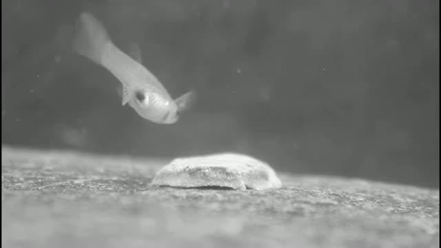 Dos guppies, a punto de enfrentarse por un pedazo de comida. El del primer plano ha oscurecido el iris de sus ojos