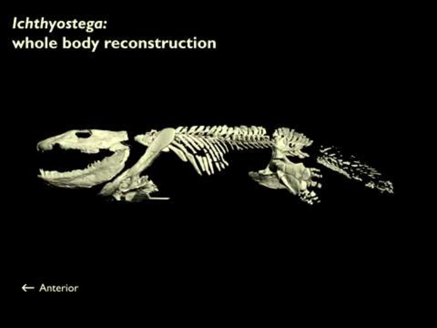 Así aprendieron a caminar los vertebrados
