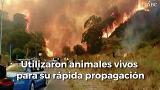 Infierno y horror en el Vesubio: animales vivos para extender los incendios