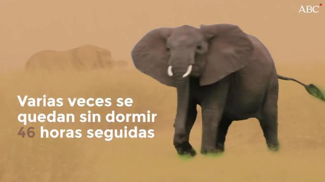 Uno de los elefantes, con la tecnología para controlar su sueño