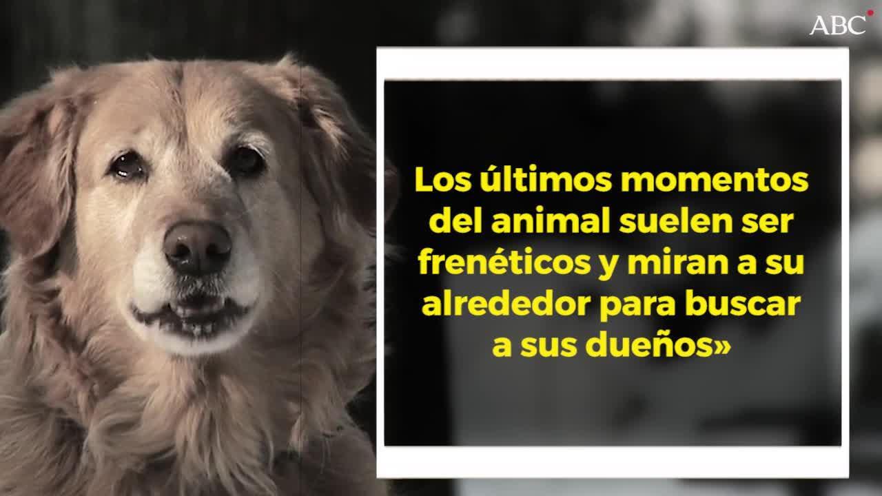 No abandones a tu mascota antes de morir