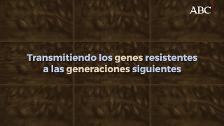 Las cucarachas se están volviendo invencibles, la pesadilla se convierte en realidad