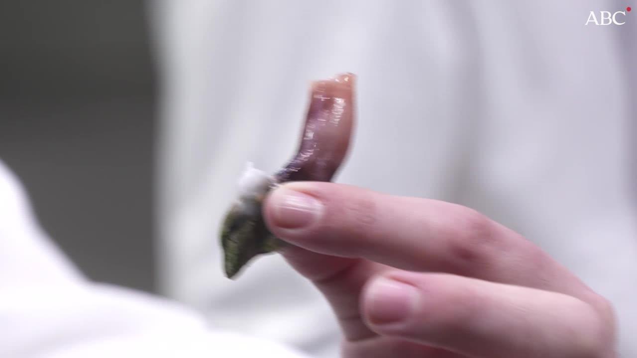 Imagen de unos carabineros durante la demostración de Ángel León cocinados con agua marina