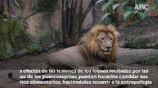 Leones convertidos en devorahombres por una espina en el hocico