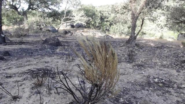 VÍDEO: Así se investiga un incendio forestal.
