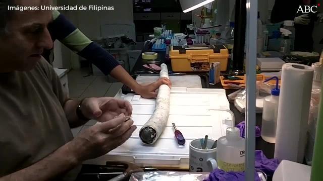 El gusano gigante que vive en el interior de la concha