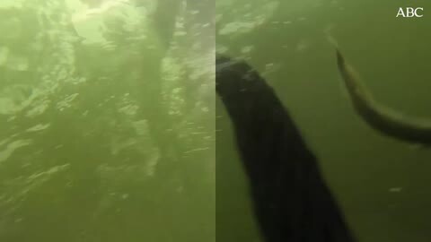 Una pareja de delfines durante el experimento