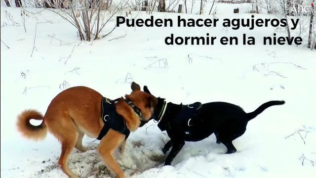 Vídeo: Abrigos para perros: ¿Son necesarios?