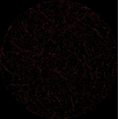 La edición de genes confirma en vivo su eficacia en una distrofia muscular