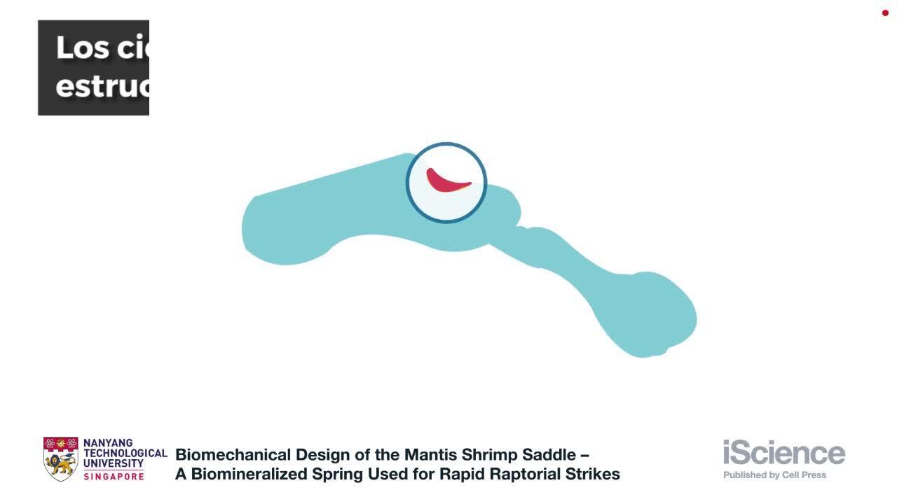 Un camarón mantis preparado para el ataque