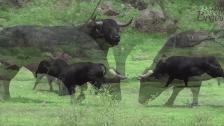 Lucha de toros bravos en México