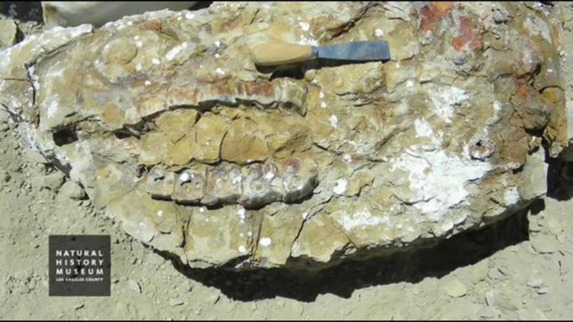 ¿Llegó el rinoceronte del Himalaya?