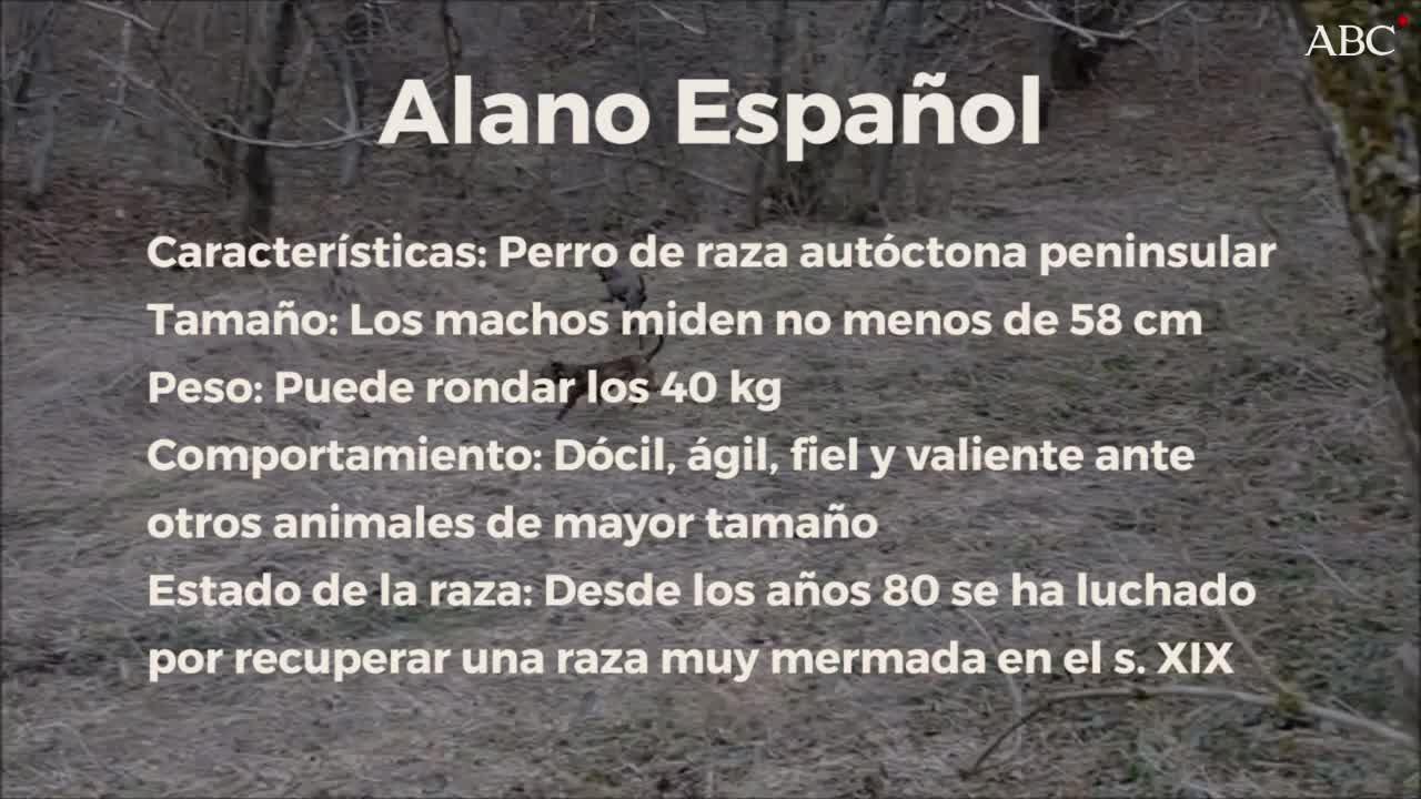 Así es el Alano Español, el perro que participó en la Conquista de América