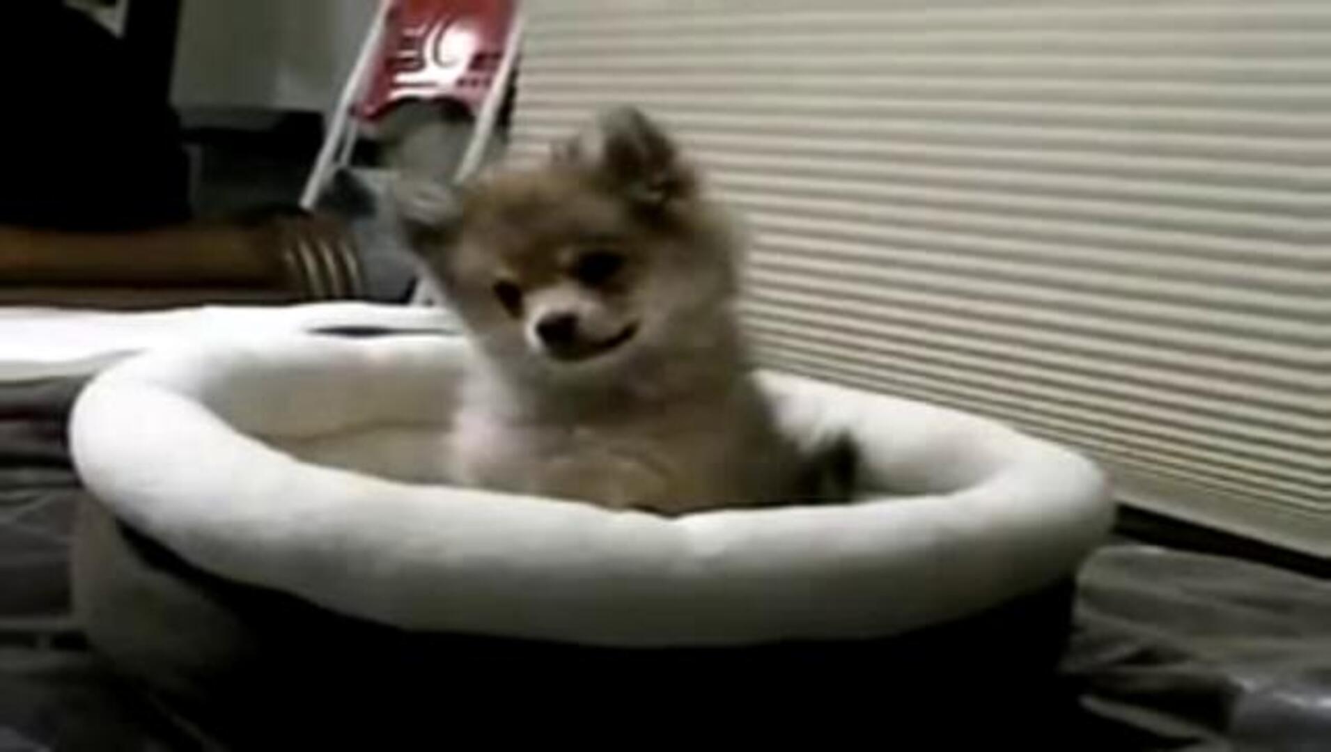 ¿Por qué aúllan los lobos?