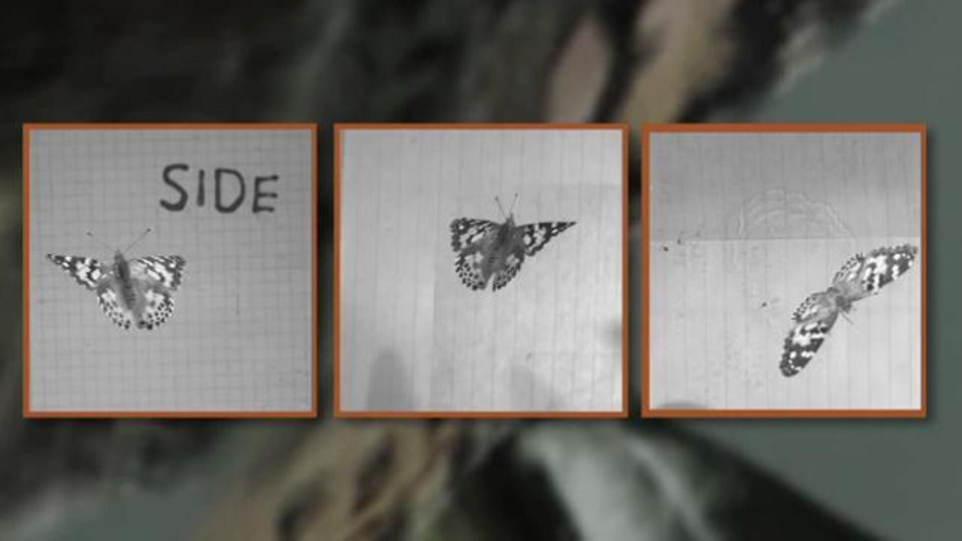 La mariposa espía del Pentágono