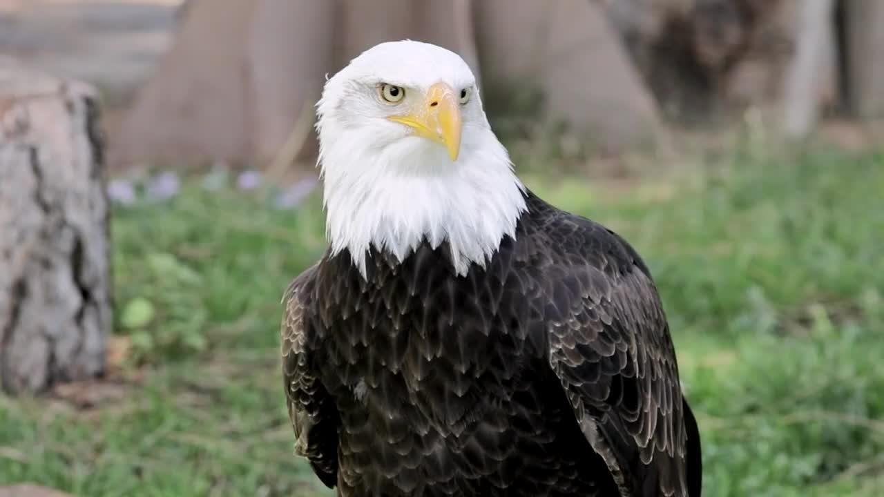 Científicos descubren la clave de la longevidad de las especies