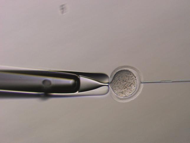 Uno de los ratones 'no Y' cn sus crías