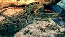Confirman la eficacia de un nuevo antídoto para el veneno de la serpiente de cascabel
