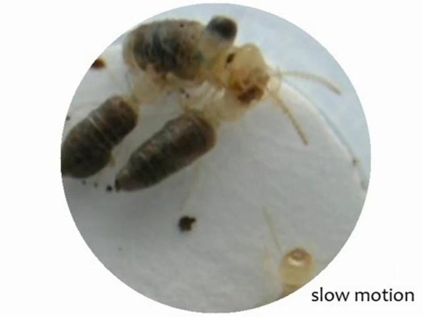 Las termitas suicidas que explotan