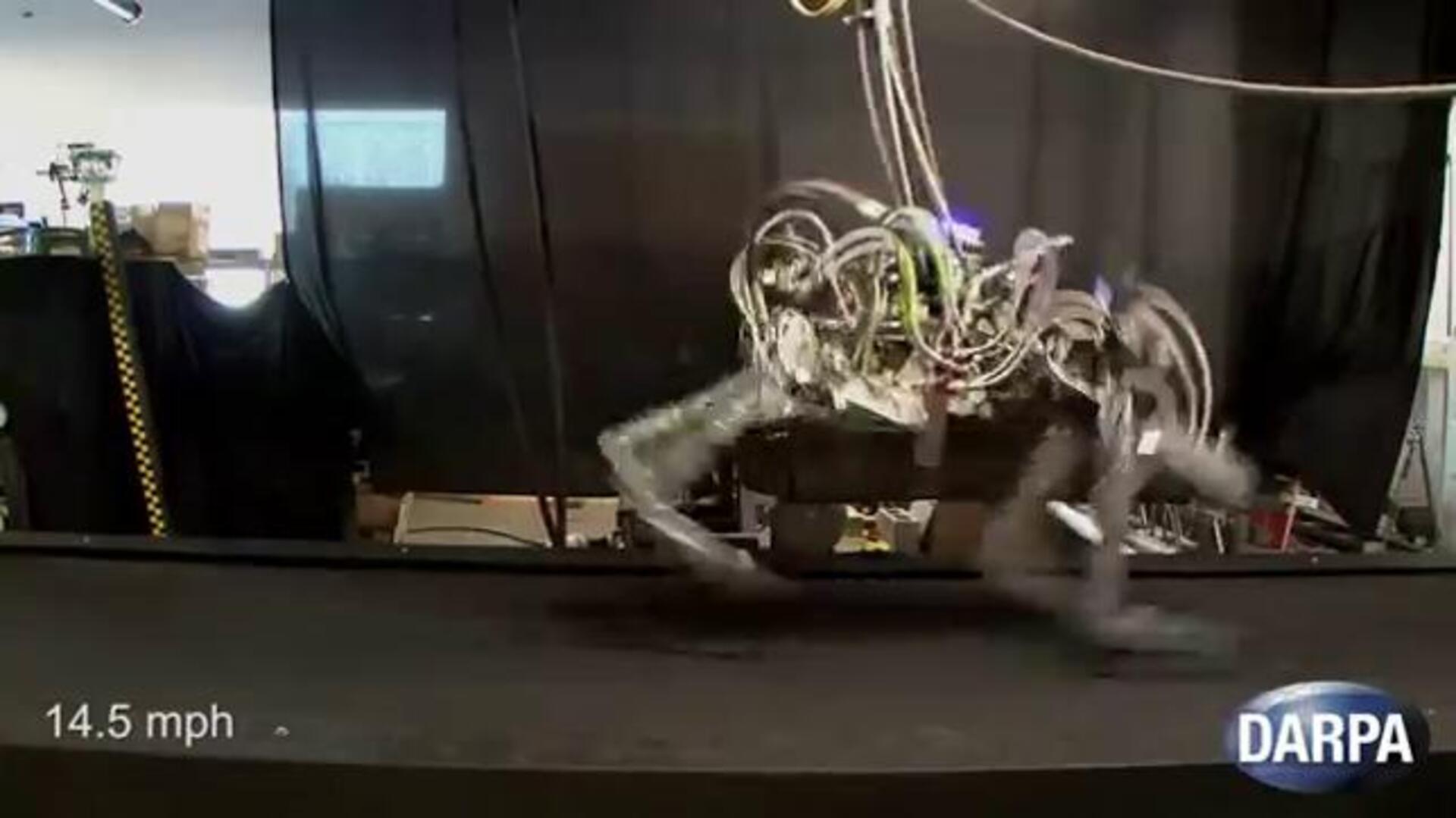 El robot felino del Pentágono