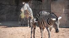 Nace la primera cebra del año en Bioparc Valencia