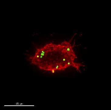 Mecanismo de acción de la nueva herramienta