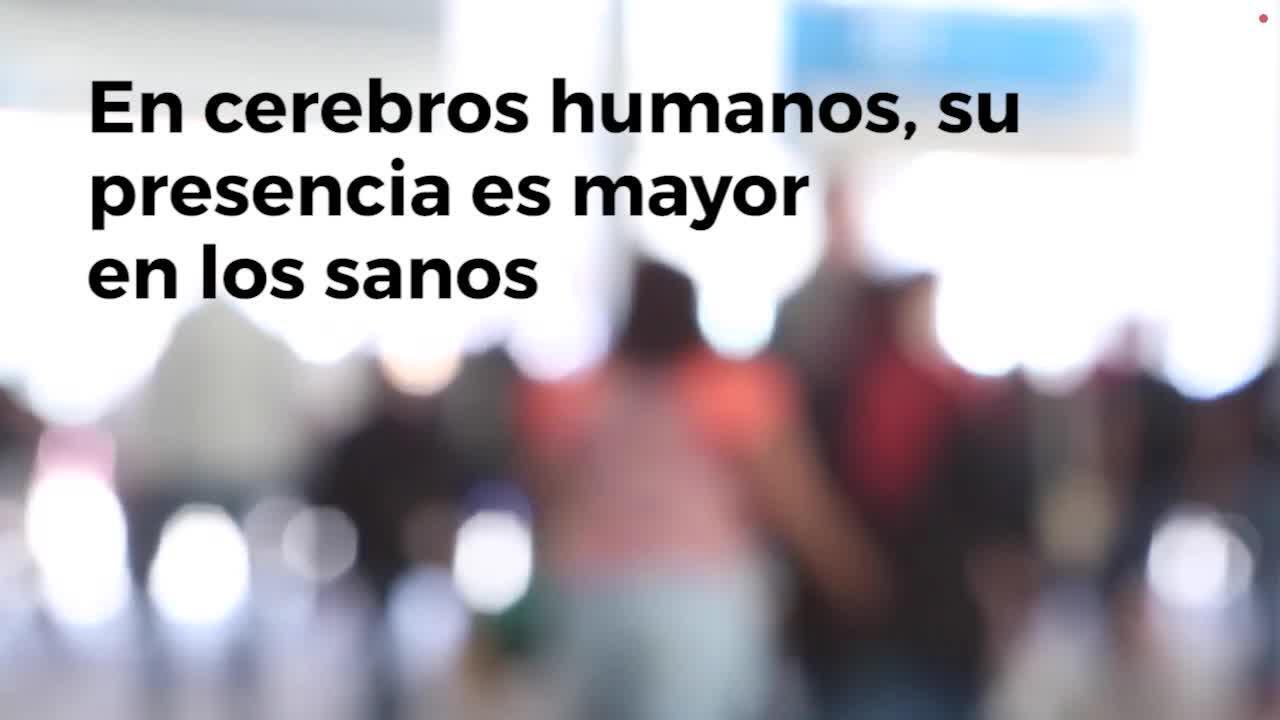 La hormona del ejercicio, una aliada contra la progresión del alzhéimer