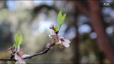 ¿Qué hay detrás del arranque masivo de almendros en Alicante?