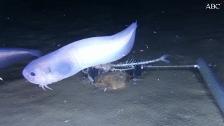 Descubren unos extraños peces que viven a 7,5 km de profundidad en el Pacífico