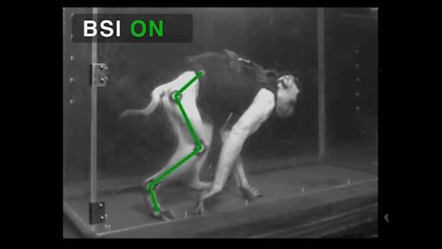 Un implante en el cerebro y otro en la médula permiten recuperar el movimiento tras la lesión