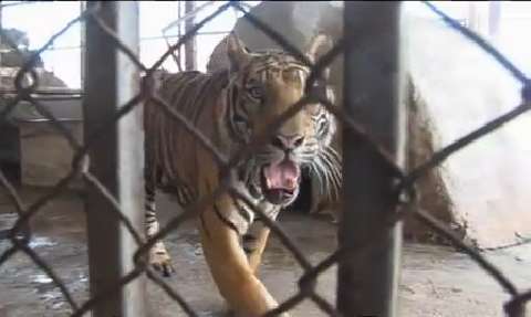 Liberan a seis tigres de una azotea de Tailandia
