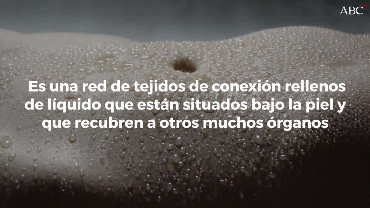 El intersticio, representado en la imagen, está bajo la piel y recubre pulmones, vasos sanguíneos, músculos, etc