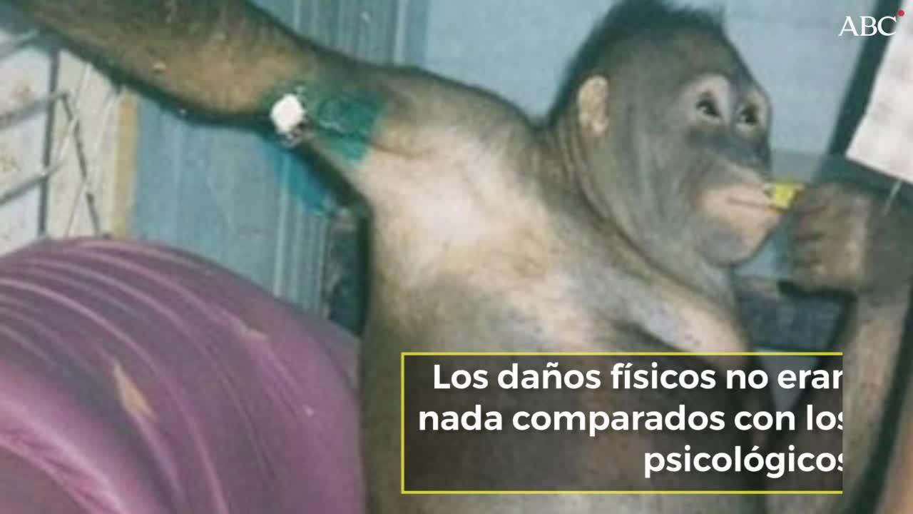 La historia de Pony, la orangután rescatada de un burdel en Indonesia