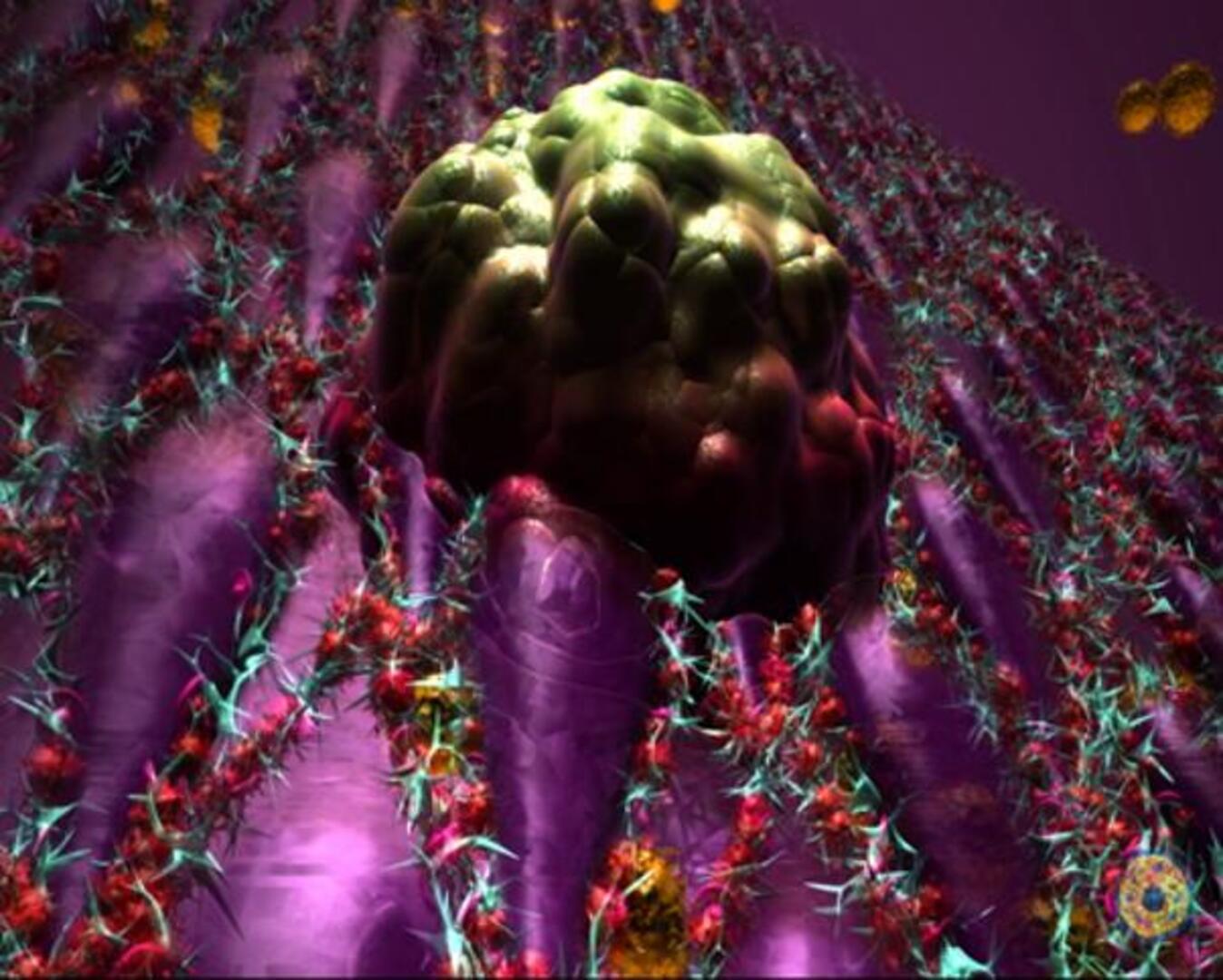 Las células tumorales del cáncer de colon necesitan a las sanas para hacer metástasis