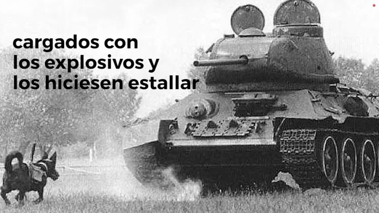 Un perro-mina se dirige hacia un carro de combate durante un entrenamiento