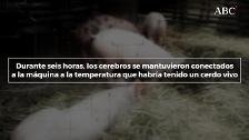 «Resucitan» algunas funciones de cerebros de cerdos cuatro horas después de haber muerto